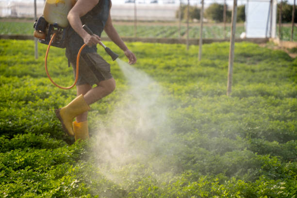 Best Pest Control Near Me  in Keshore, LA