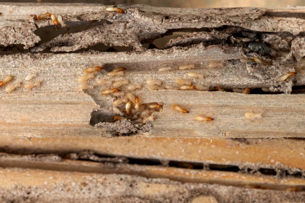 Best Exterminator Services  in Keshore, LA