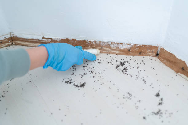 Best Ant Control Services  in Keshore, LA